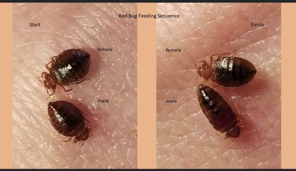 Detail Bed Bug Picture Nomer 30