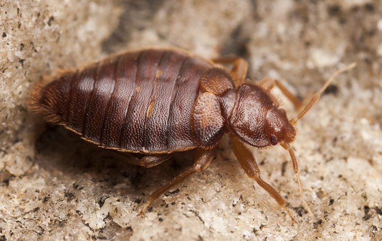 Detail Bed Bug Picture Nomer 31