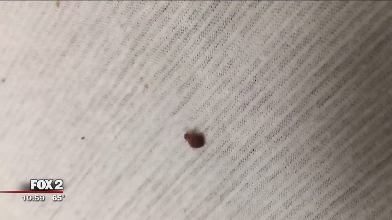 Detail Bed Bug Picture Nomer 32