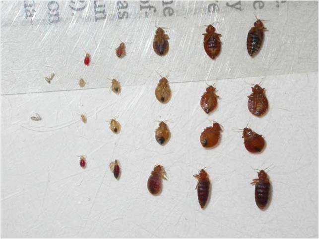 Detail Bed Bug Picture Nomer 34
