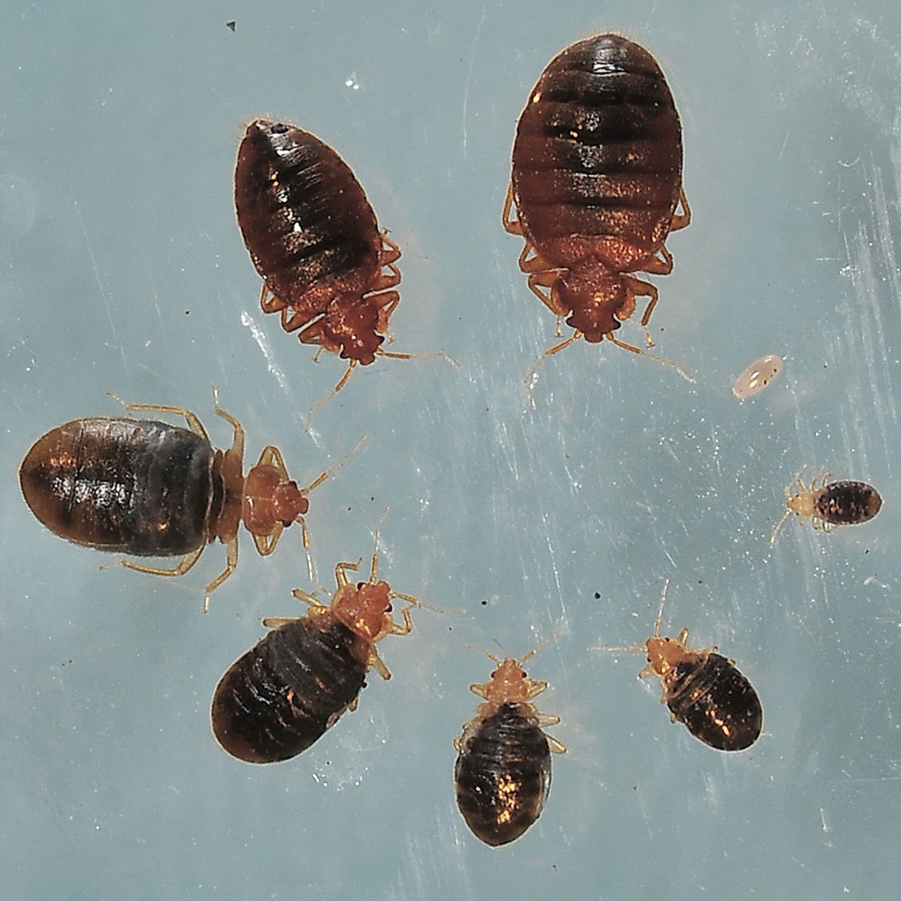 Detail Bed Bug Picture Nomer 35