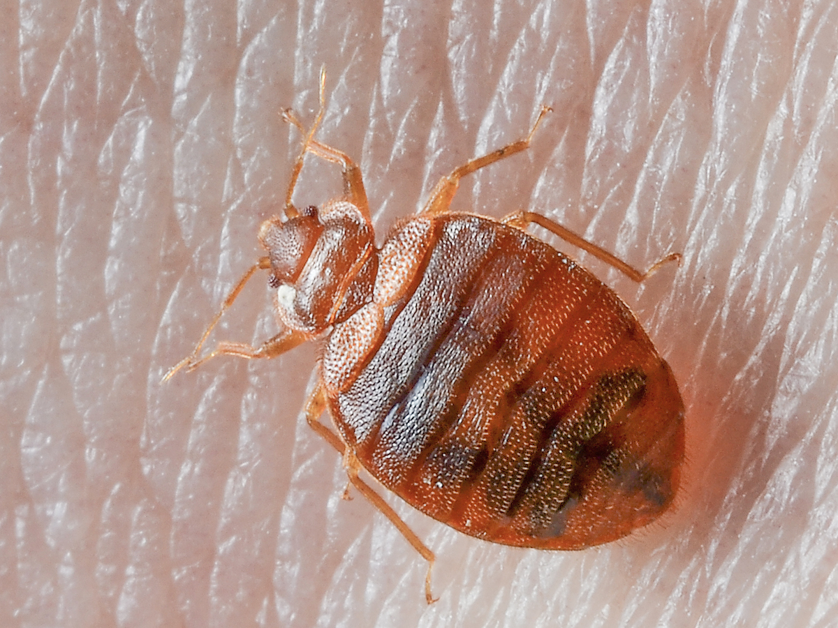 Detail Bed Bug Picture Nomer 3