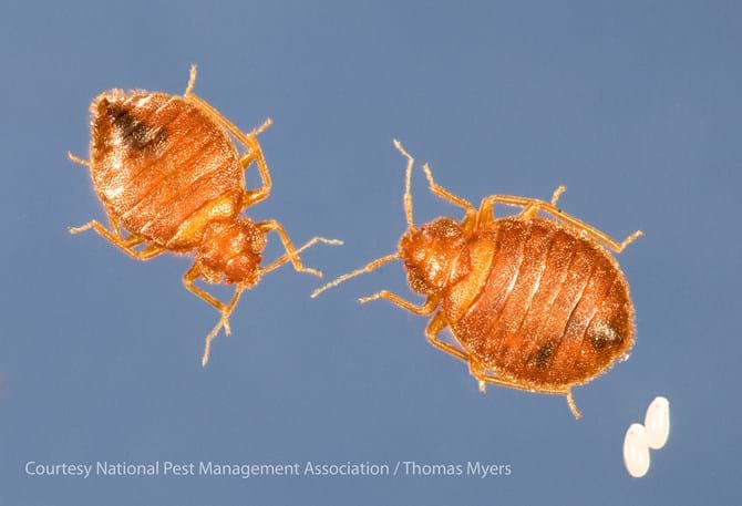 Detail Bed Bug Picture Nomer 36