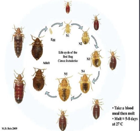 Detail Bed Bug Picture Nomer 38