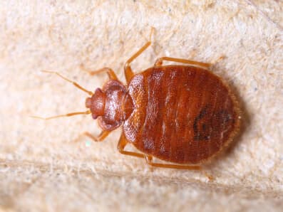 Detail Bed Bug Picture Nomer 41