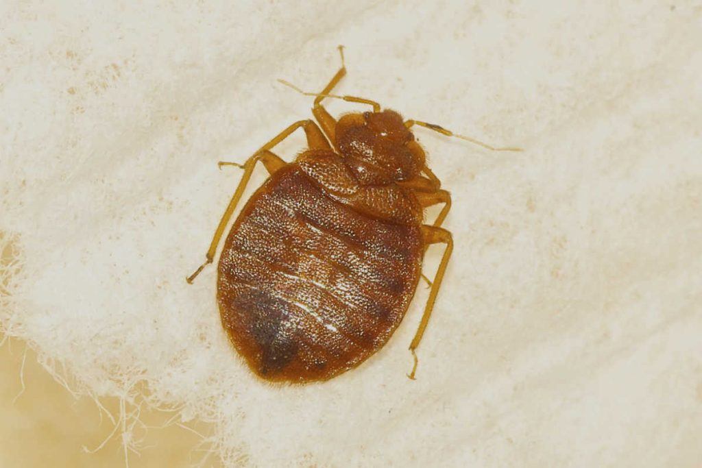 Detail Bed Bug Picture Nomer 42