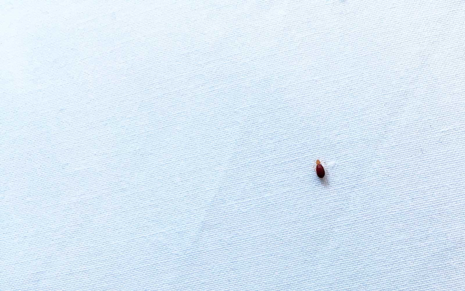 Detail Bed Bug Picture Nomer 43