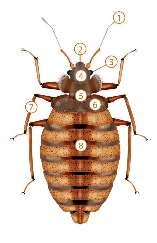 Detail Bed Bug Picture Nomer 44