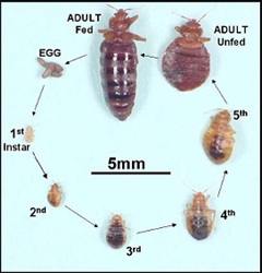 Detail Bed Bug Picture Nomer 46