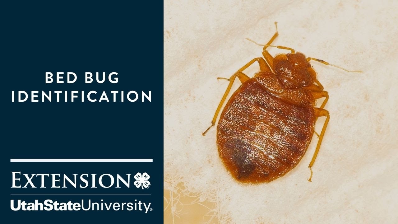 Detail Bed Bug Picture Nomer 48