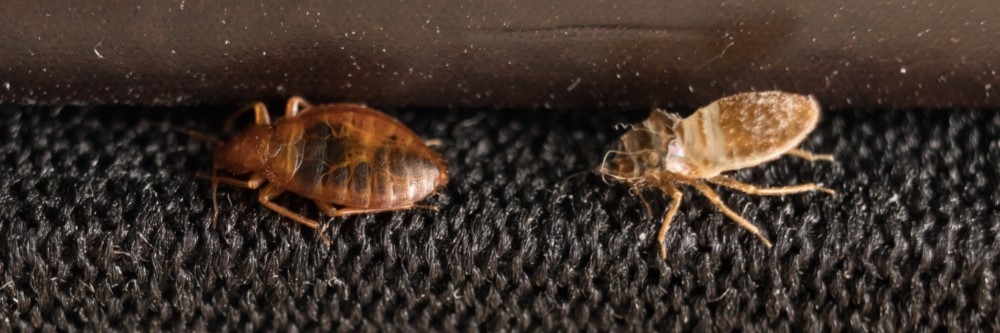 Detail Bed Bug Picture Nomer 50