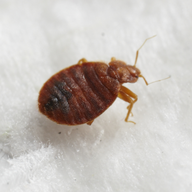 Detail Bed Bug Picture Nomer 52