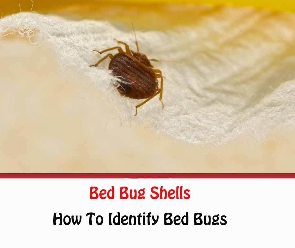 Detail Bed Bug Picture Nomer 53