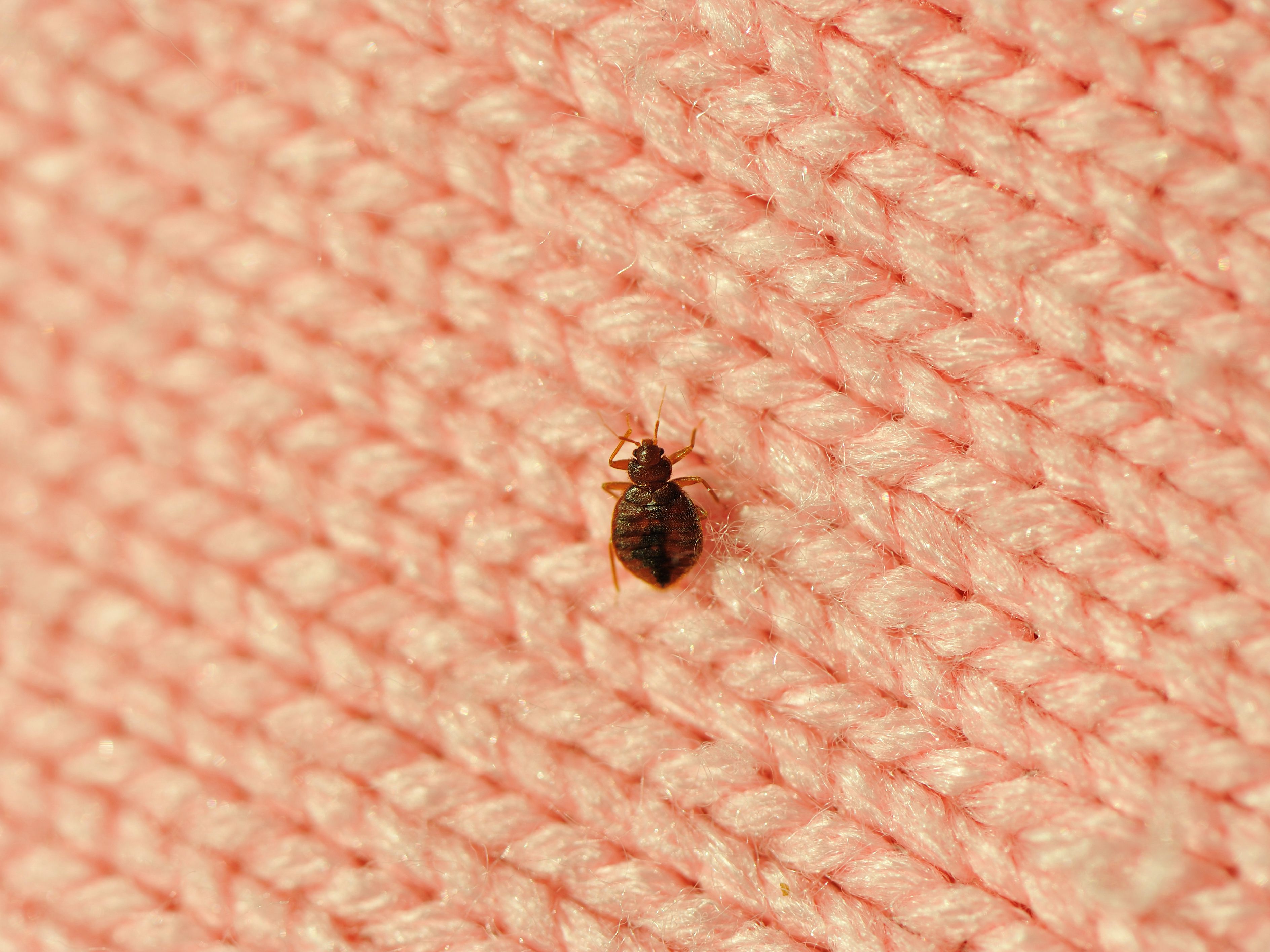 Detail Bed Bug Picture Nomer 5