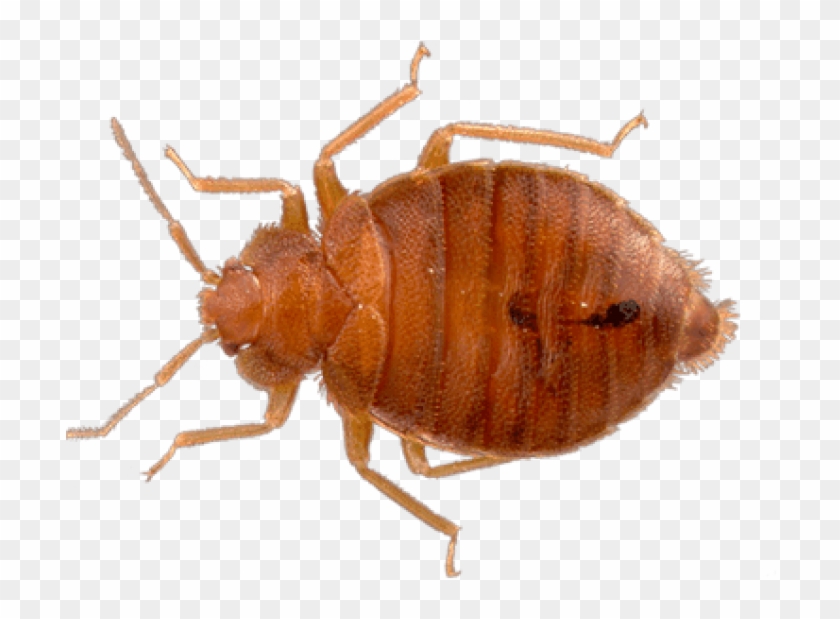 Detail Bed Bug Png Nomer 3