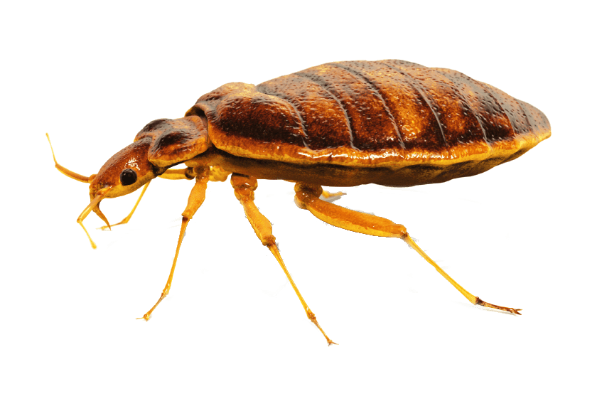 Detail Bed Bug Png Nomer 4