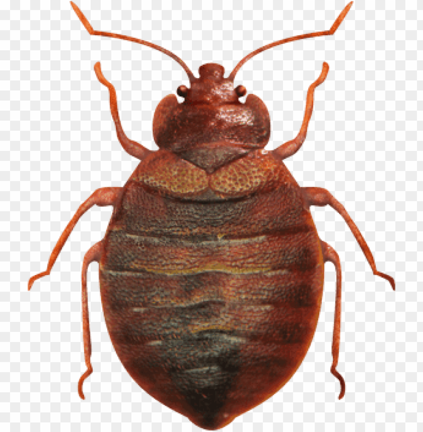 Detail Bed Bug Png Nomer 5