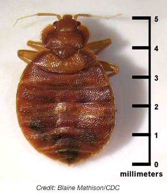 Detail Bed Bug Size Images Nomer 12