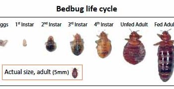 Detail Bed Bug Size Images Nomer 20