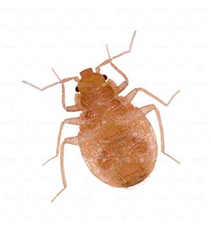 Detail Bed Bug Size Images Nomer 22