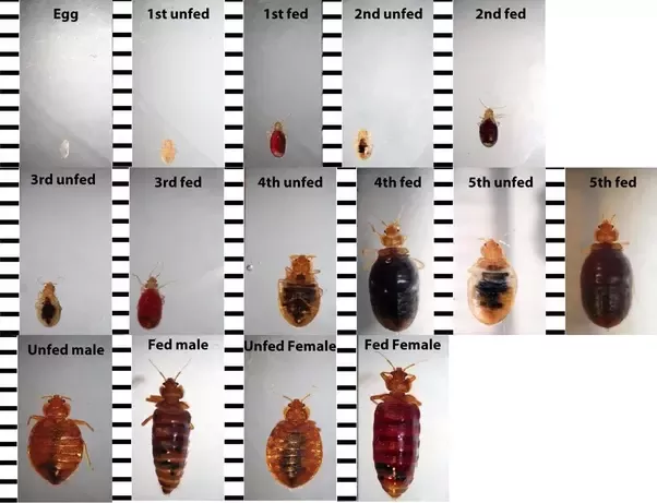 Detail Bed Bug Size Images Nomer 29