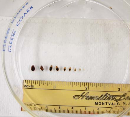 Detail Bed Bug Size Images Nomer 37