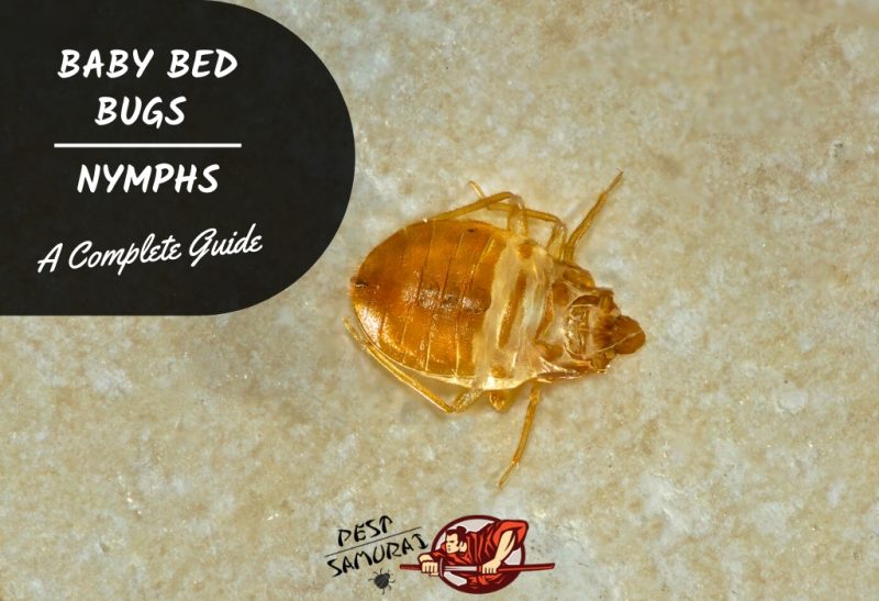 Detail Bed Bug Size Images Nomer 38