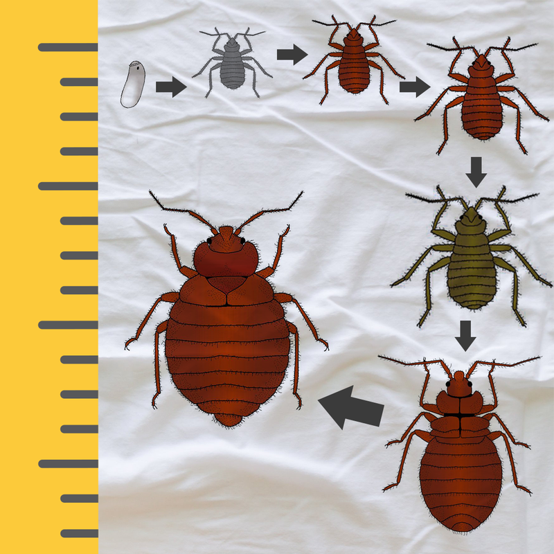 Detail Bed Bug Size Images Nomer 6