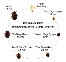 Detail Bed Bug Size Images Nomer 50