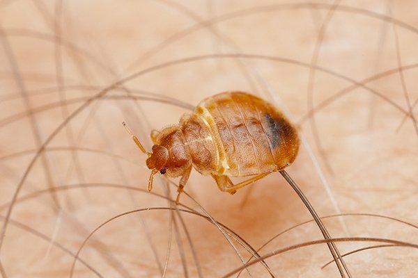 Bed Bug Transparent - KibrisPDR