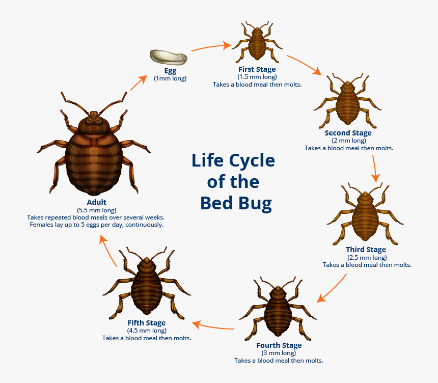 Detail Bed Bug Transparent Nomer 12