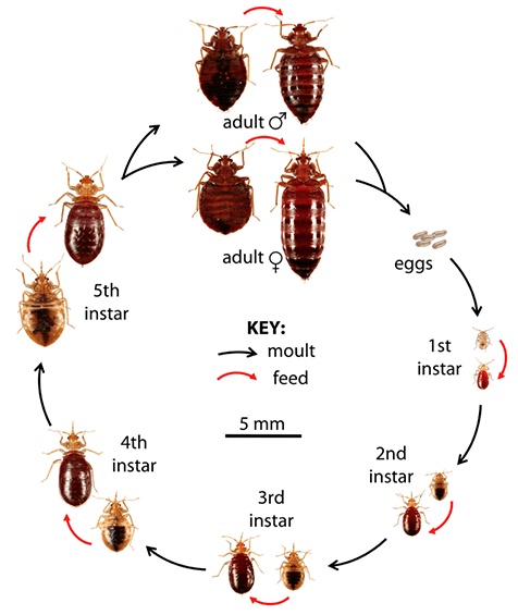 Detail Bed Bug Transparent Nomer 36