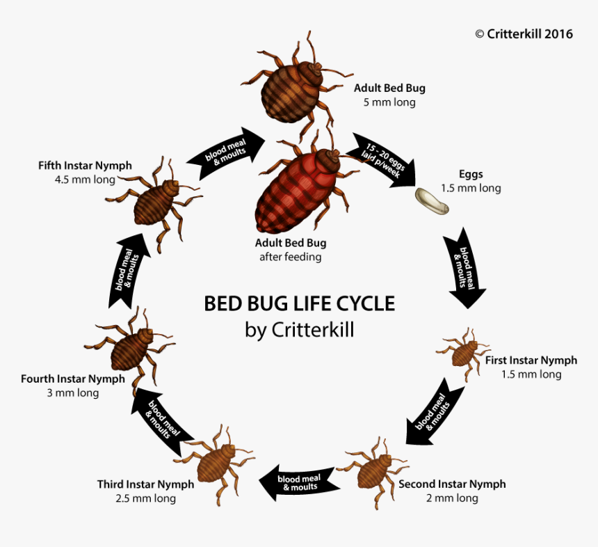 Detail Bed Bug Transparent Nomer 47