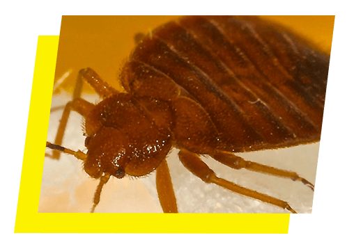 Detail Bed Bug Transparent Nomer 51