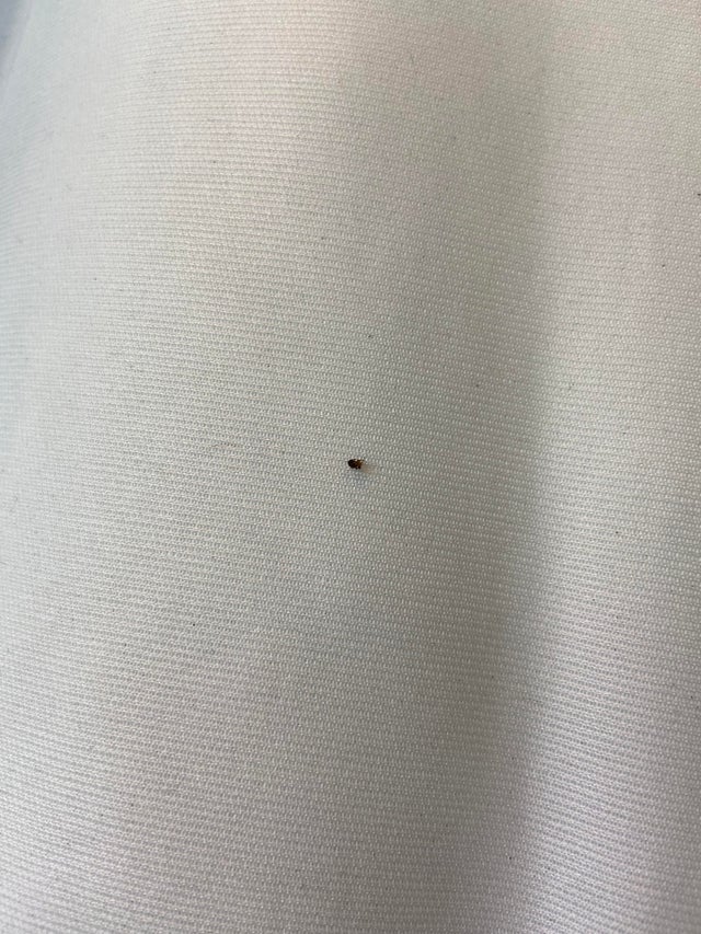 Detail Bed Bug Transparent Nomer 53
