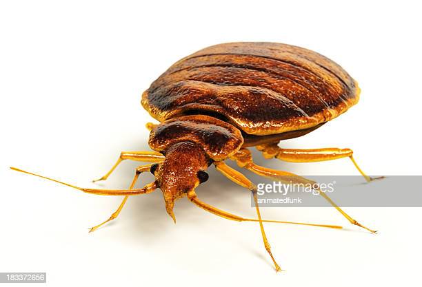 Detail Bed Bugs Image Gallery Nomer 18