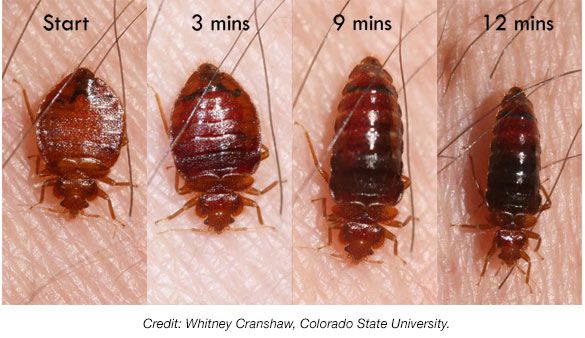 Detail Bed Bugs Image Gallery Nomer 20