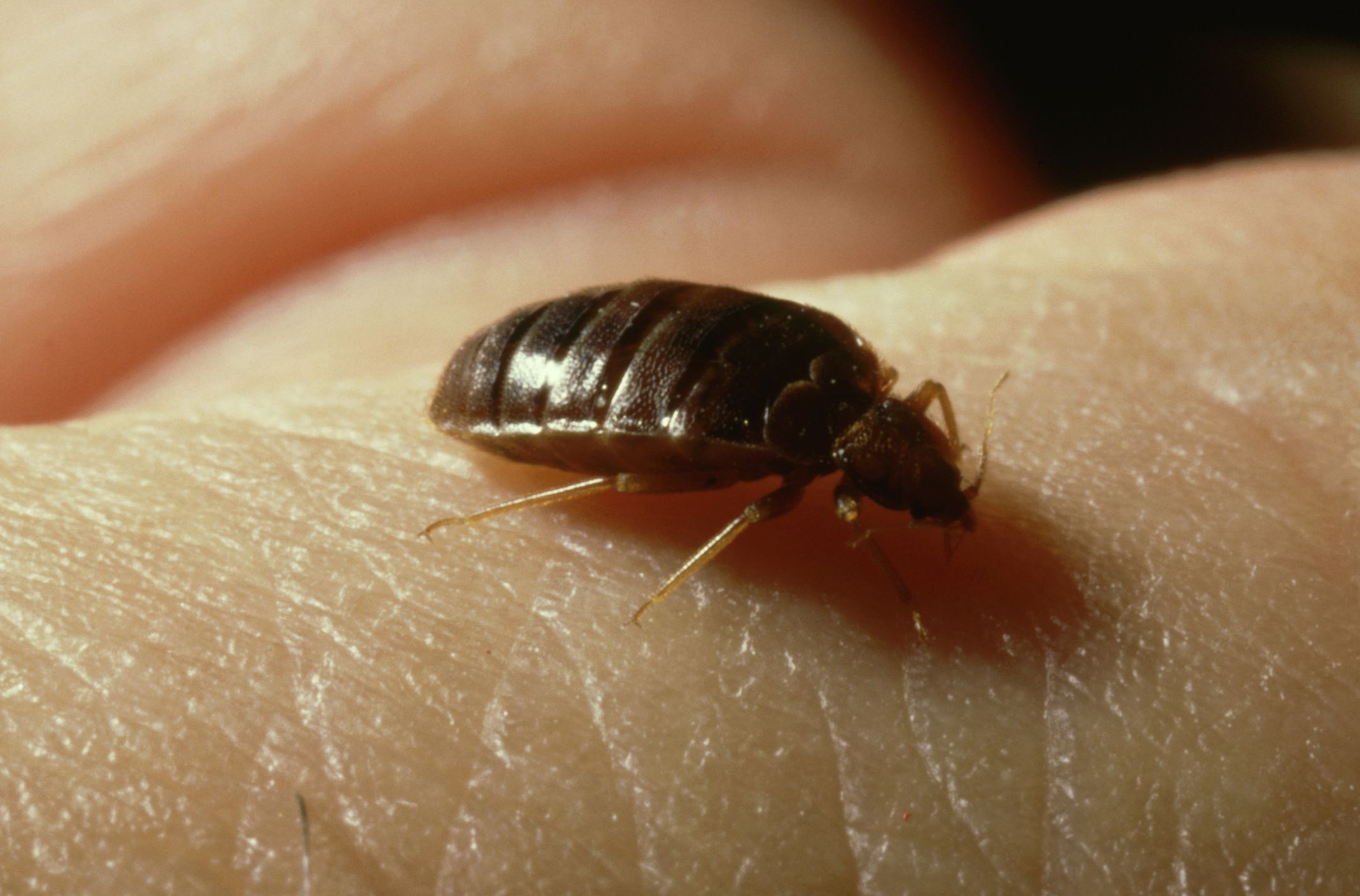Detail Bed Bugs Image Gallery Nomer 22