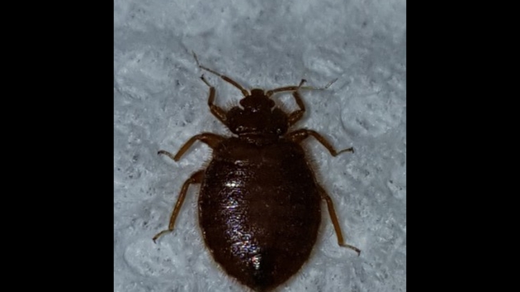 Detail Bed Bugs Image Gallery Nomer 23