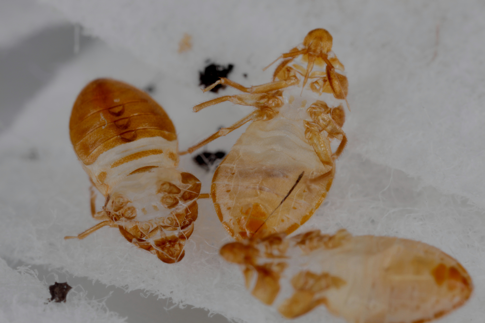 Detail Bed Bugs Image Gallery Nomer 24