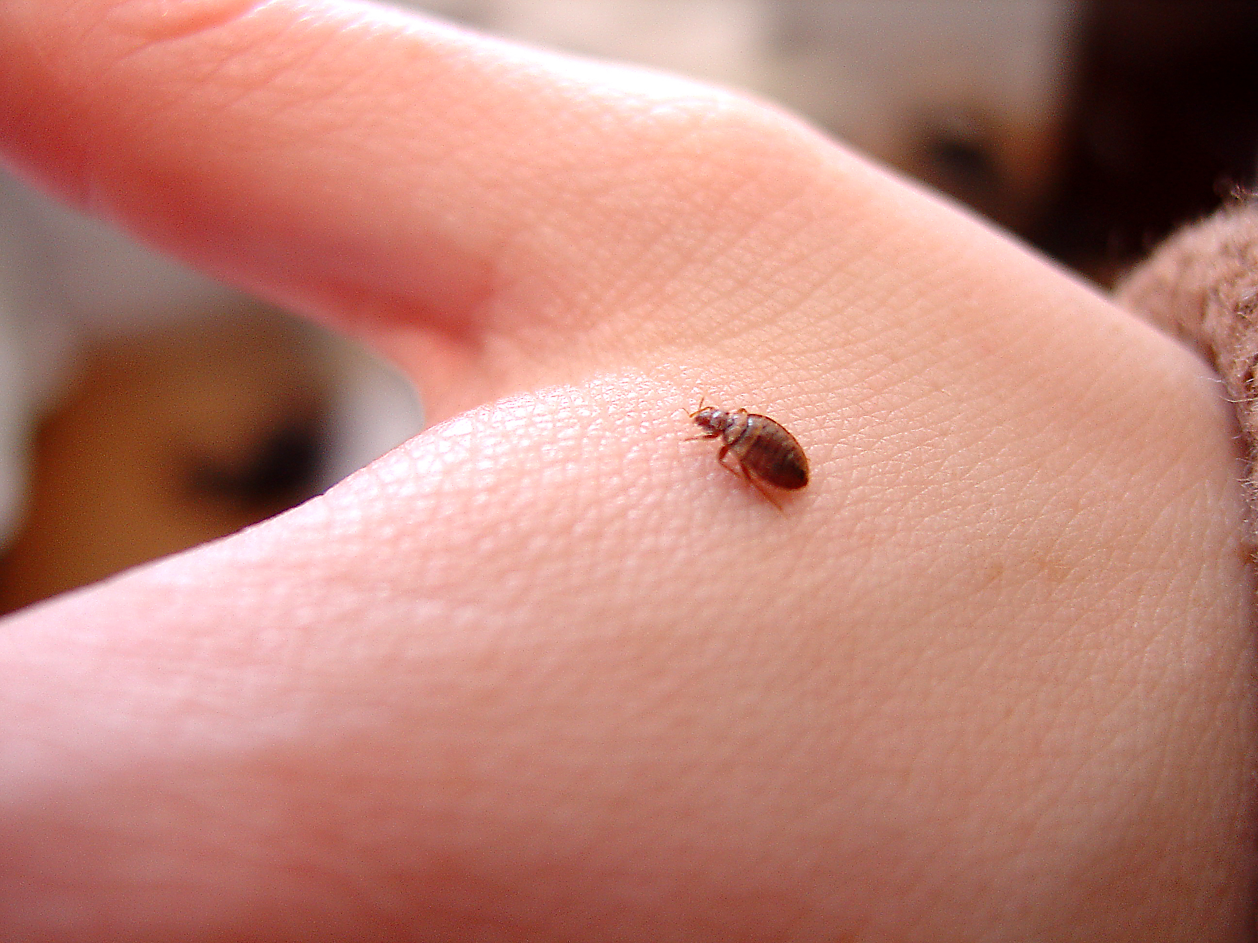 Detail Bed Bugs Image Gallery Nomer 25