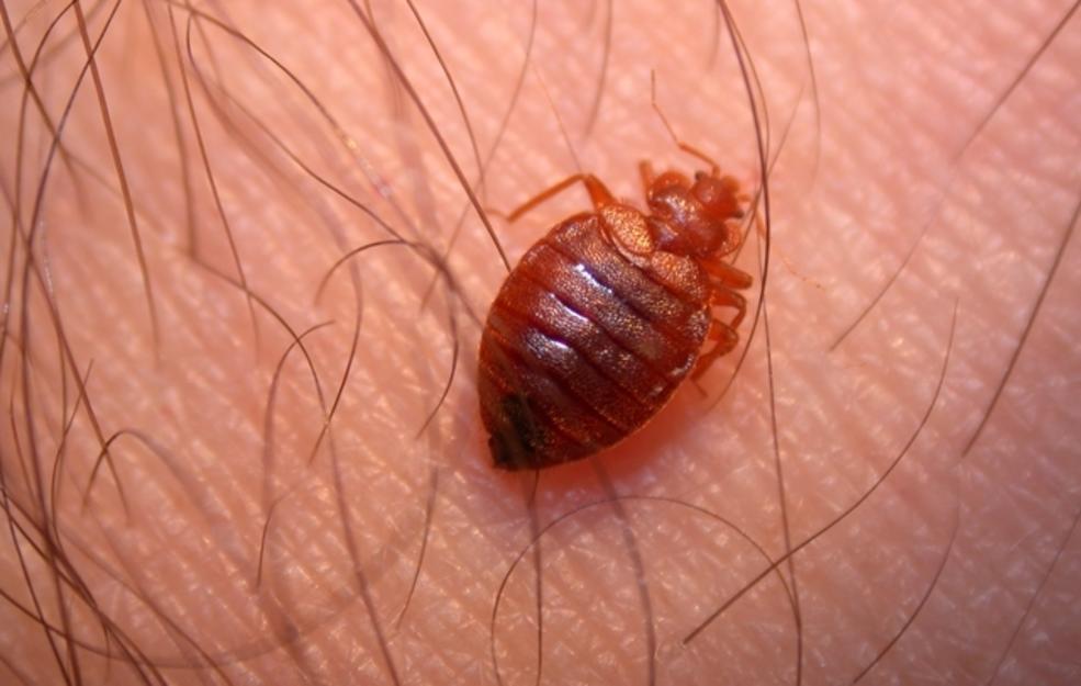 Detail Bed Bugs Image Gallery Nomer 26