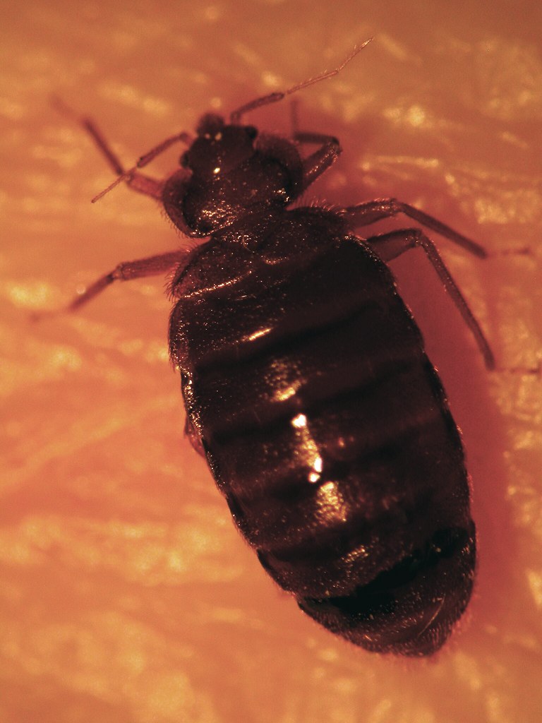 Detail Bed Bugs Image Gallery Nomer 28