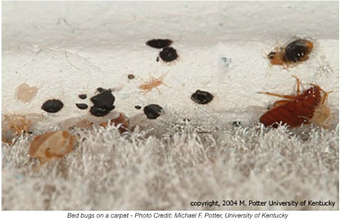 Detail Bed Bugs Image Gallery Nomer 29
