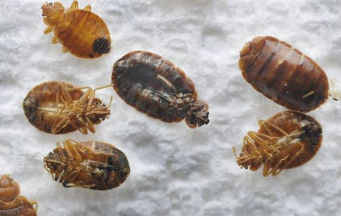 Detail Bed Bugs Image Gallery Nomer 35