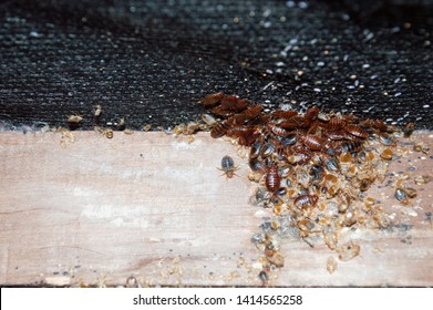 Detail Bed Bugs Image Gallery Nomer 36