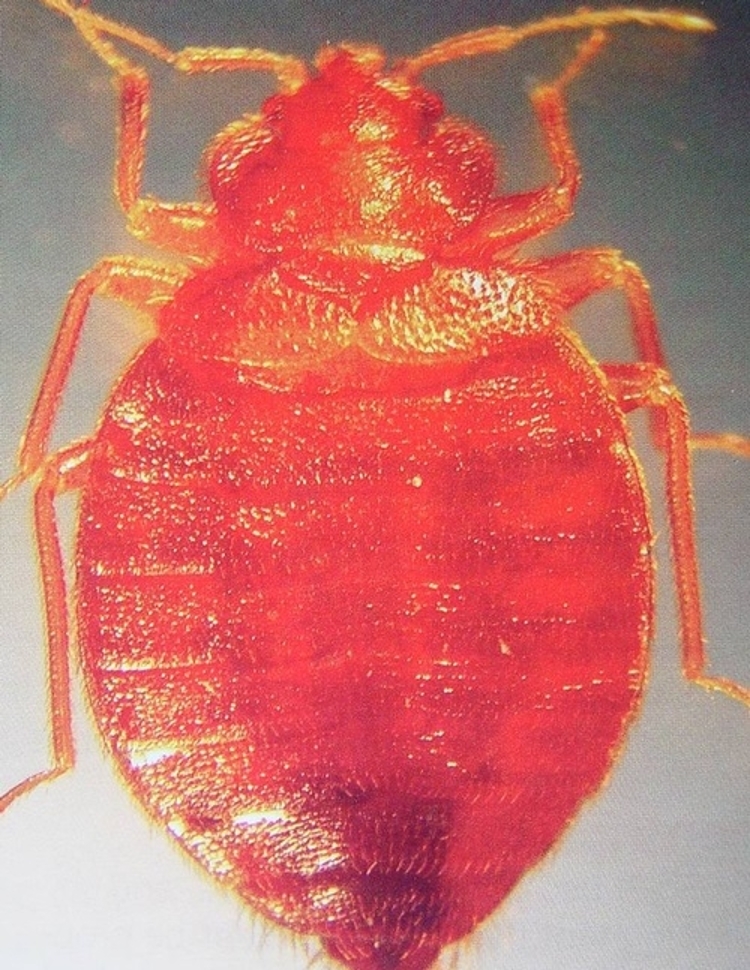 Detail Bed Bugs Image Gallery Nomer 37