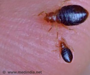 Detail Bed Bugs Image Gallery Nomer 40