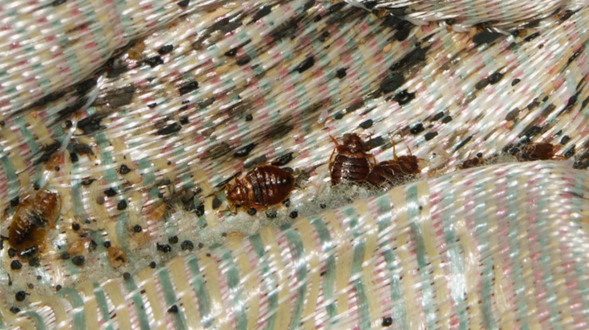 Detail Bed Bugs Image Gallery Nomer 43