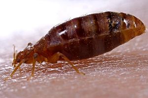 Detail Bed Bugs Image Gallery Nomer 47